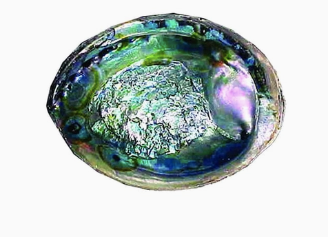 Green Abalone Shell for Sage